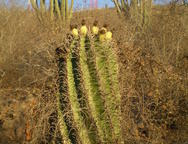 kaktusy všude