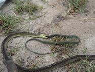 had jí hada