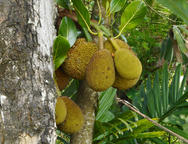 Jackfruit - výborné ovoce