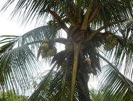 kokosová palma 2