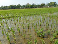 rýžové pole