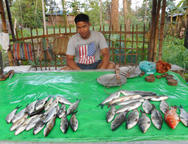 trh - stánek s rybami