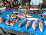 trh s rybami